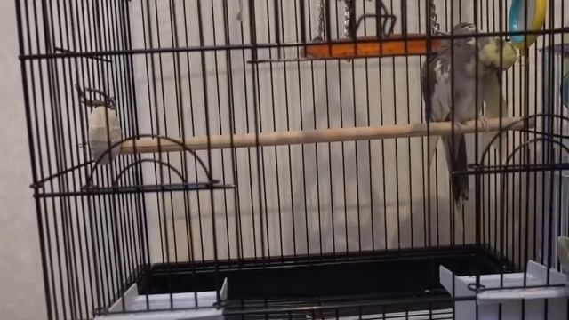 Почему попугай не выходит из клетки?! Как помочь попугаю не боятся? смотреть онлайн