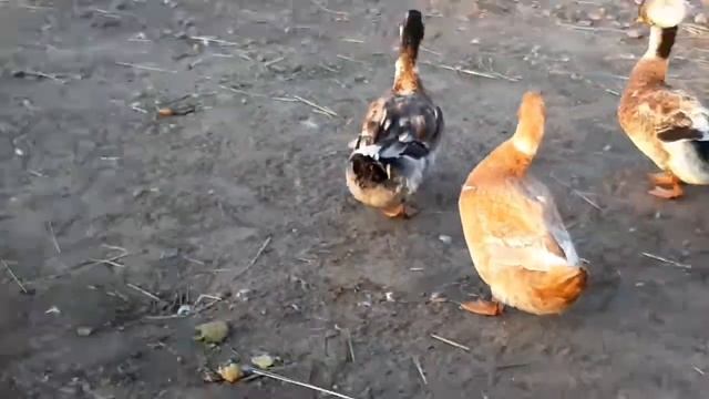 КАК 100% ОПРЕДЕЛИТЬ ПОЛ УТОК?! смотреть онлайн