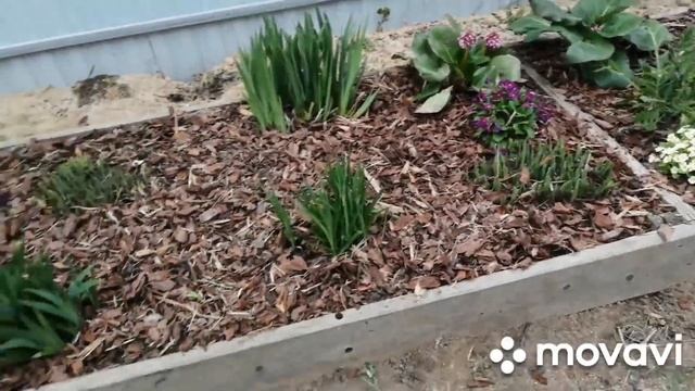 Клумба из хост и лилейников переехала на другое место... смотреть онлайн