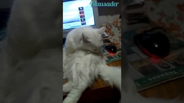 Правильный уход за шубой