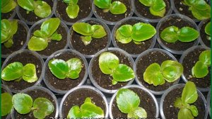 Бегония вечноцветущая: посадка и уход в открытом грунте