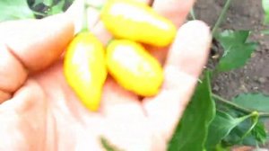 El oro de Ecuador - Перец "Золото Эквадора"