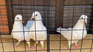Бакинские старопородные голуби ?️ 02-11-2023