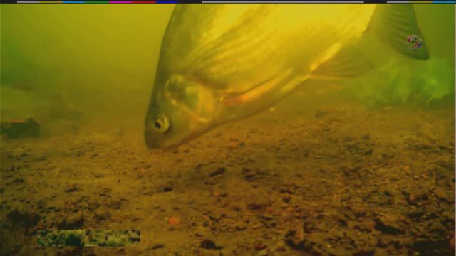 Рыбалка на речке на Кивок, насадка опарыш, червь, хлеб Ловля плотвы, окуня, карася. подводная съёмка смотреть онлайн