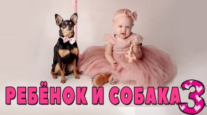 Реакция собаки на ребёнка или семья с собакой. Часть 3