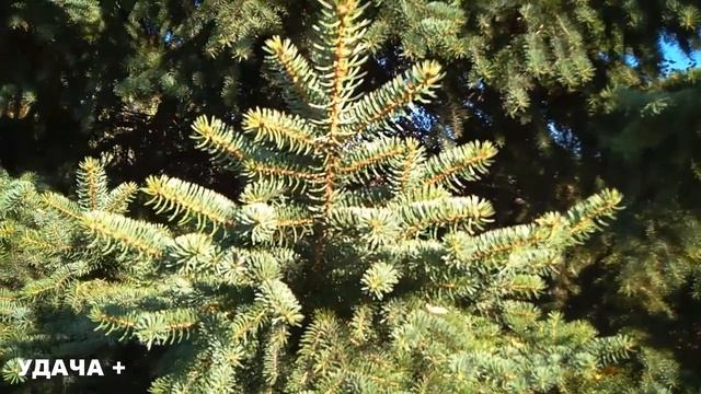 3 ноября Илларионов День .Что нельзя делать 3 ноября День Иллариона . Народные традиции и приметы.