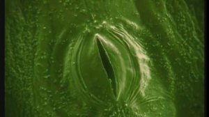 Органы дыхания у растений  Устьица