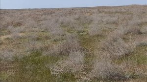 Музыка. Шаманский Бубен. Степные песни. _ Shamanic Tambourine. Steppe songs.