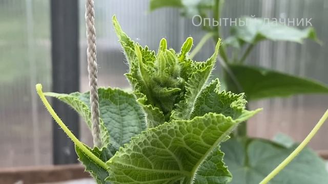 Огурцы прут и не болеют, внесите под куст огурцов! 100% Копеечное рабочее средство