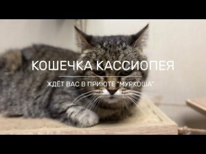 КАССИОПЕЯ