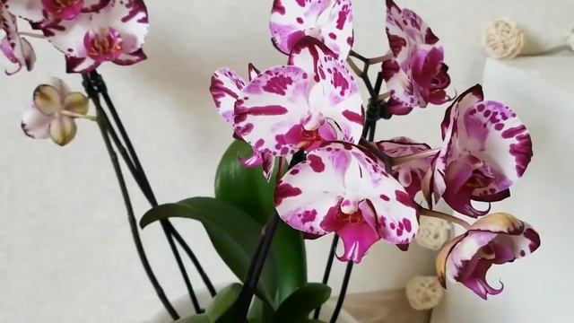 Орхидеи ПОДАРКИ | про ОРХИАТУ | Советы новичкам | orchids орхидея orchid фаленопсис смотреть онлайн