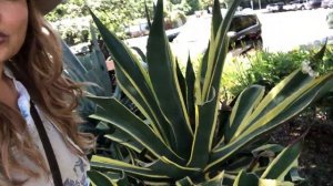 CENTURY PLANT : Agave Americana ⚠️Don't Make These Planting Mistakes!