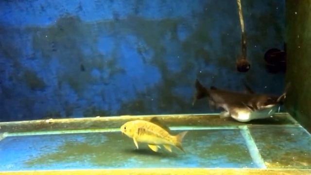Best Top 5 Gulper Catfish Attacks | Catfish Feeding With Big Fish - The Silent Predators