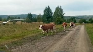 Прокатились по горам и лесам/Цена на молоко летит вверх