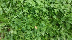 Газон без скашивания .без хлопот и забот