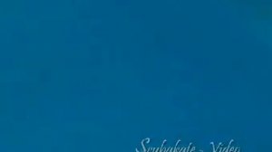 Кормление акул