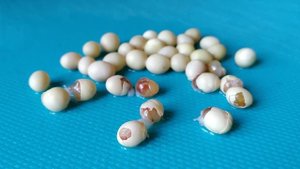 Как рождается улитка??? Вылупление улиточек Ахатин.Snail egg hatching