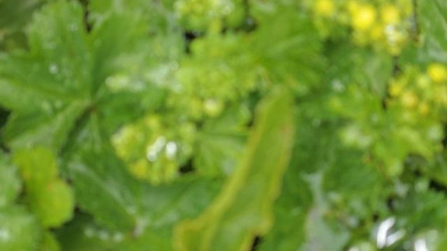 Мурманская область, г. Кировск. Заполярье. смотреть онлайн