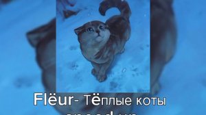 Flëur-Тëплые коты •[speed up]•