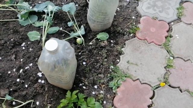 Укоренение черенков роз ответы на вопросы