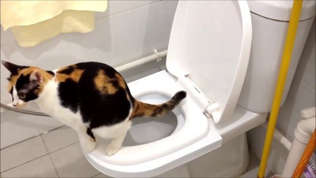 Как приучить кота ходить на унитаз. Проблема решена! смотреть онлайн