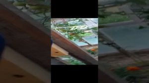 игра про убийцы цыгана