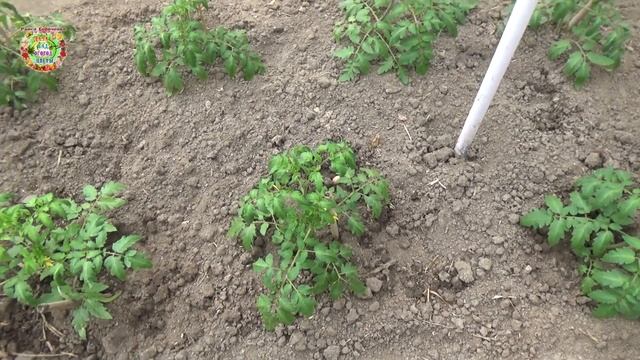 Первый и очень важный полив помидоров после посадки в грунт смотреть онлайн