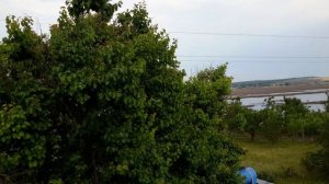 Николаевские голуби (Херсонская обл --- с Ульяновка). Ромашко Юрий Васильевич. (Красивые голуби)