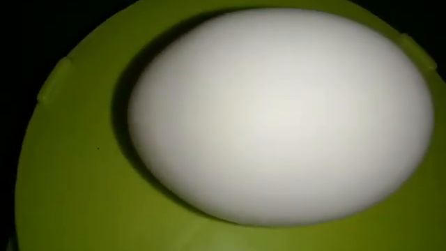 05.06.2018 г. Сюрприз от леггорнов на 95 гр. смотреть онлайн