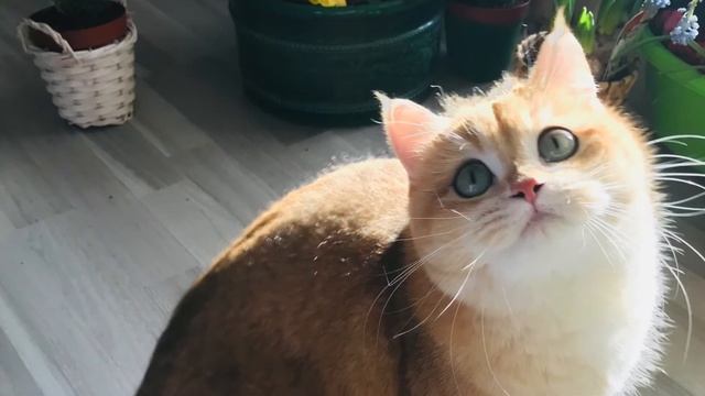 ??✨КОШКА ЗОЛОТАЯ ШИНШИЛЛА.GOLDEN KITTENS????