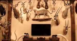 Чучела животных в интерьере