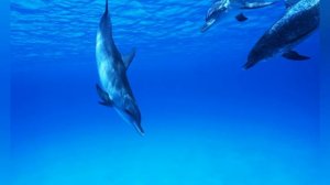 Вредина лайф|обзор влогов