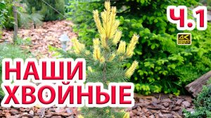 Наши декоративные хвойные весной ч.1 - 135 хвойных в коллекции