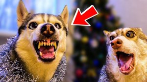 ХАСКИ БАНДИТ ЛУЧШИЕ КЛИПЫ ТОП 5 ГОВОРЯЩАЯ СОБАКА