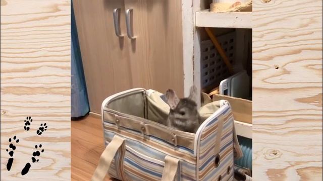Лучшие приколы про ШИНШИЛЛ! Смешные ШИНШИЛЛЫ! Funny chinchillas❤#10 смотреть онлайн