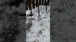 Мастит у коровы и как лечу.Моя коровка. Как мы живем после отела.