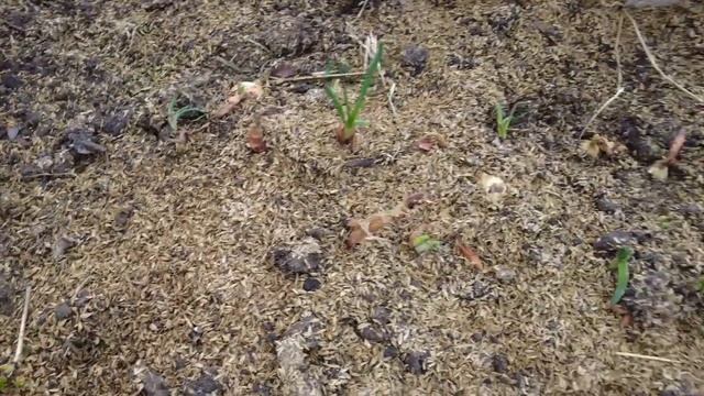 КЛУБНИКА?В ТРУБАХ.Ранняя обработка от вредителей сада и клубники. смотреть онлайн