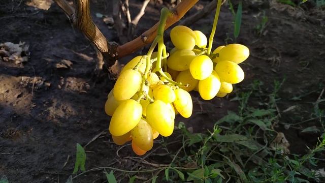 Мускатный Давид и красавец Самсон, Фруктовые тона Подарка Виктории . Шикарные формы винограда смотреть онлайн