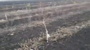 Защита молодых деревьев от зайцев / protecting trees from hares