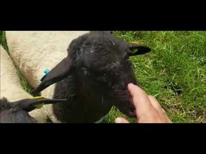 Бараны дорперы на пастбище