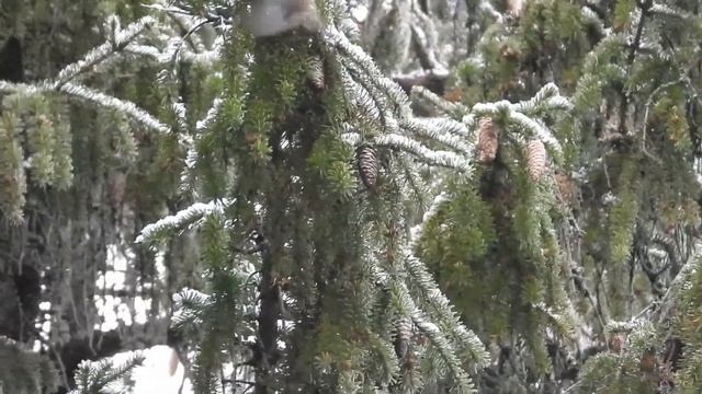 №2734 05 11 2022 Желтоголовый королек смотреть онлайн