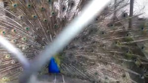 павлин показывает задницу, павлин открывает хвост, зоопарк