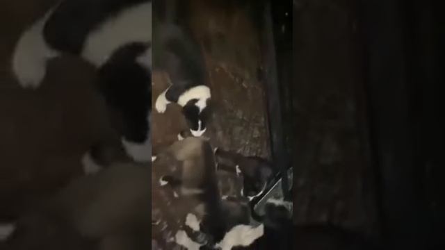 #алабай #щенки #продажащенков #сао Щенки САО алабай ждут своих хозяев