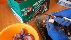 Как хранить гладиолусы зимой в домашних условиях