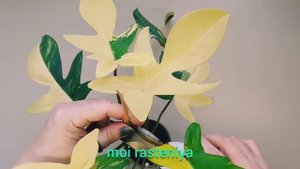 Филодендрон размножение