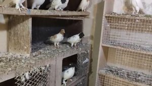 Кисловодские высокогорные головастые голуби