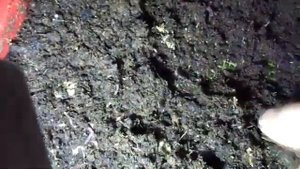 Как легко и без усилий выманить червя/Разведение живой наживки для рыбалки