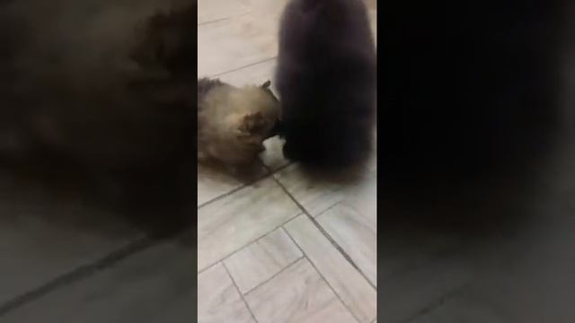 Померанцы .