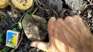 Сорт картоплі Конект