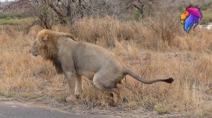 Lion Pooping Ends with a Loud Fart 😂 | Funny Animal Farts | Wildest Kruger Sightings